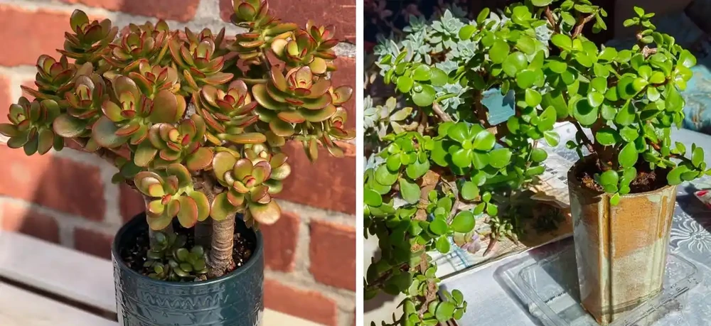 家養花100種,喜陽的60種,喜陰的40種,看看有沒有你喜歡的