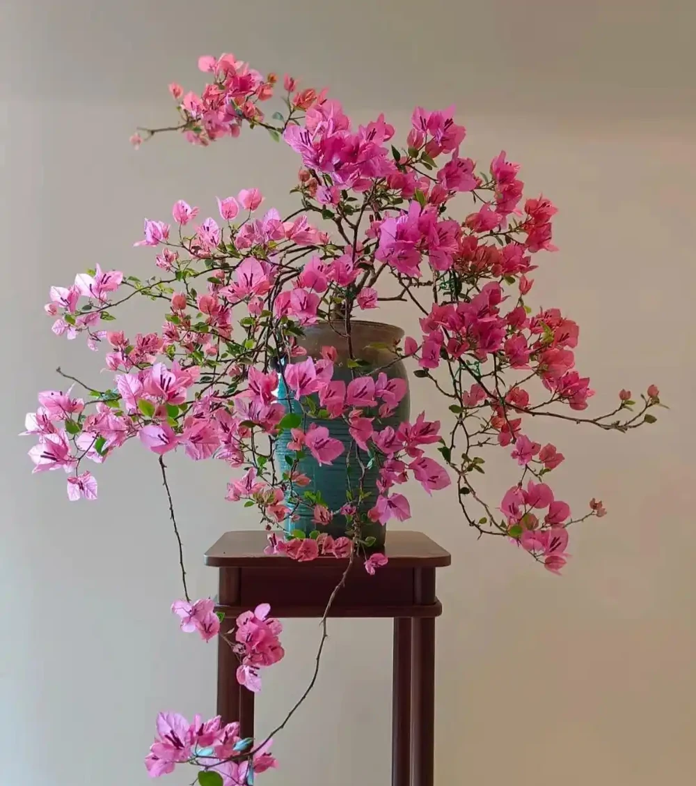家養花100種,喜陽的60種,喜陰的40種,看看有沒有你喜歡的