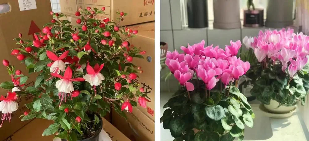 家養花100種,喜陽的60種,喜陰的40種,看看有沒有你喜歡的
