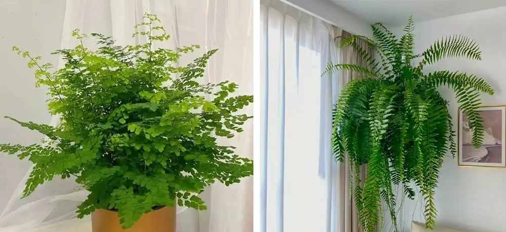 家養花100種,喜陽的60種,喜陰的40種,看看有沒有你喜歡的