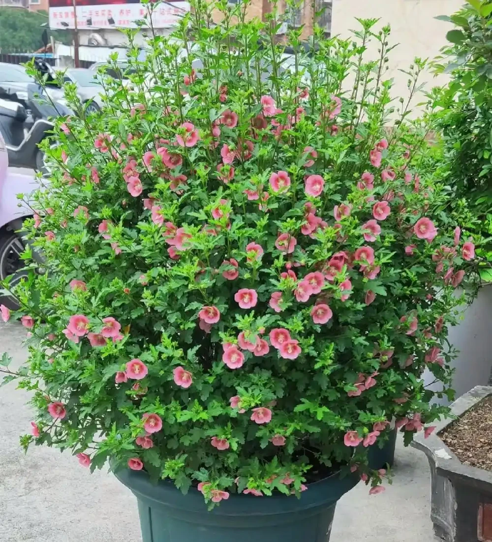 家養花100種,喜陽的60種,喜陰的40種,看看有沒有你喜歡的