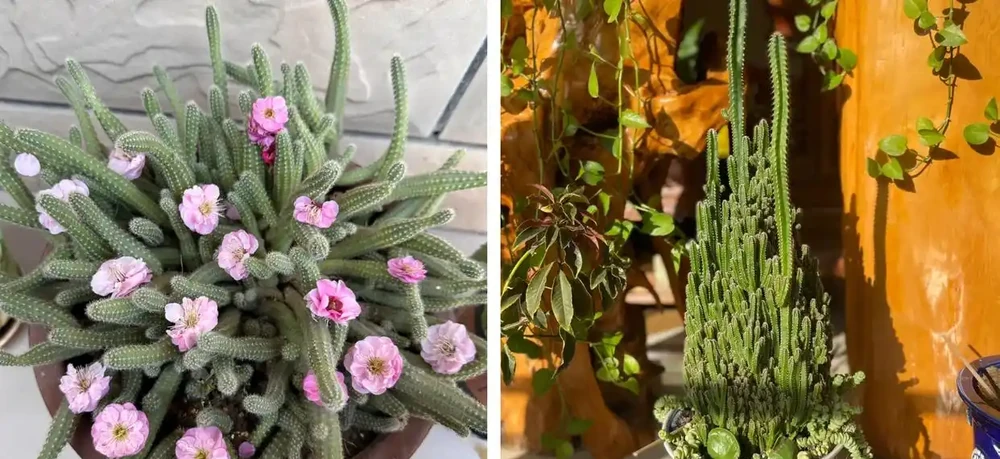 家養花100種,喜陽的60種,喜陰的40種,看看有沒有你喜歡的