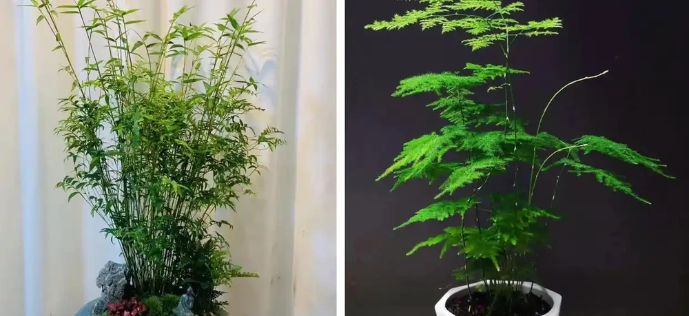 家養花100種,喜陽的60種,喜陰的40種,看看有沒有你喜歡的