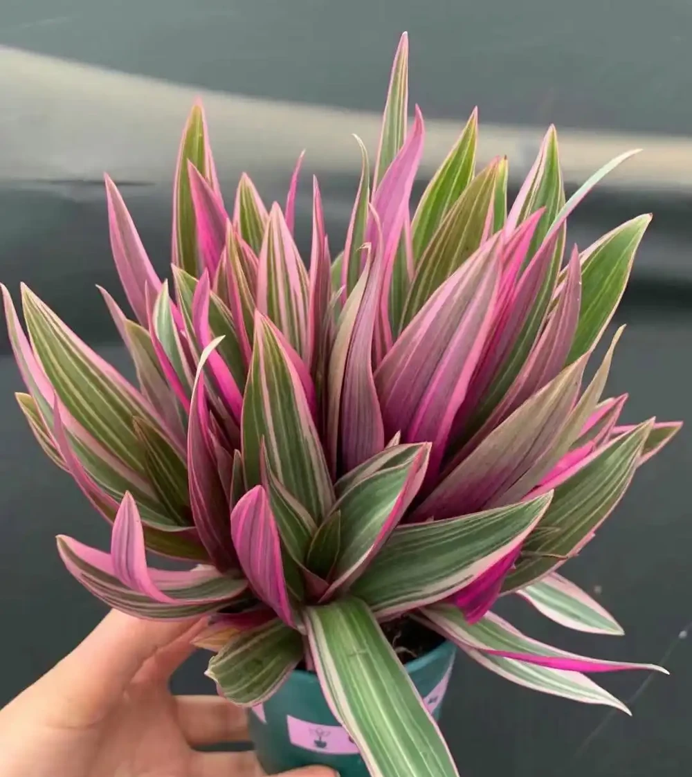 家養花100種,喜陽的60種,喜陰的40種,看看有沒有你喜歡的