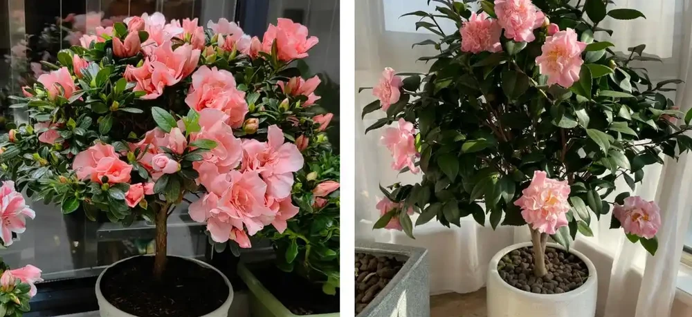 家養花100種,喜陽的60種,喜陰的40種,看看有沒有你喜歡的