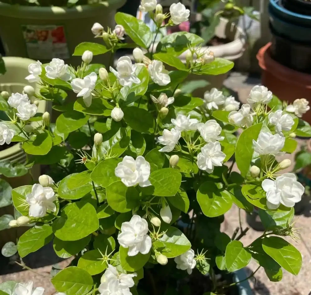 家養花100種,喜陽的60種,喜陰的40種,看看有沒有你喜歡的