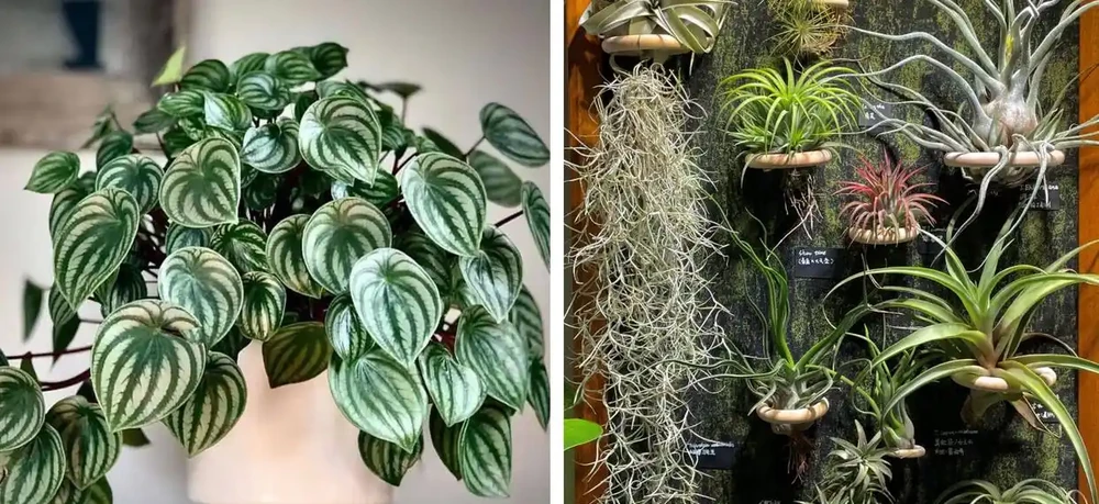 家養花100種,喜陽的60種,喜陰的40種,看看有沒有你喜歡的