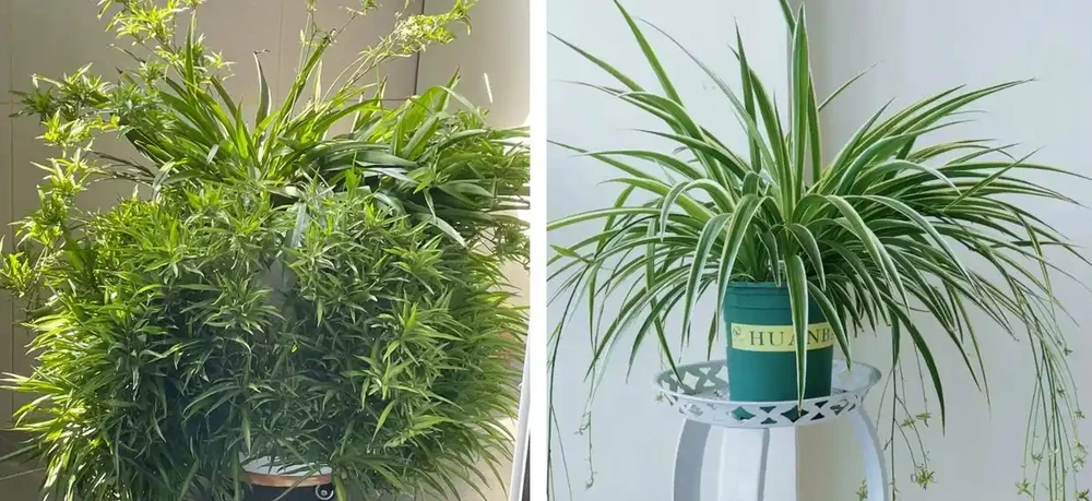 家養花100種,喜陽的60種,喜陰的40種,看看有沒有你喜歡的