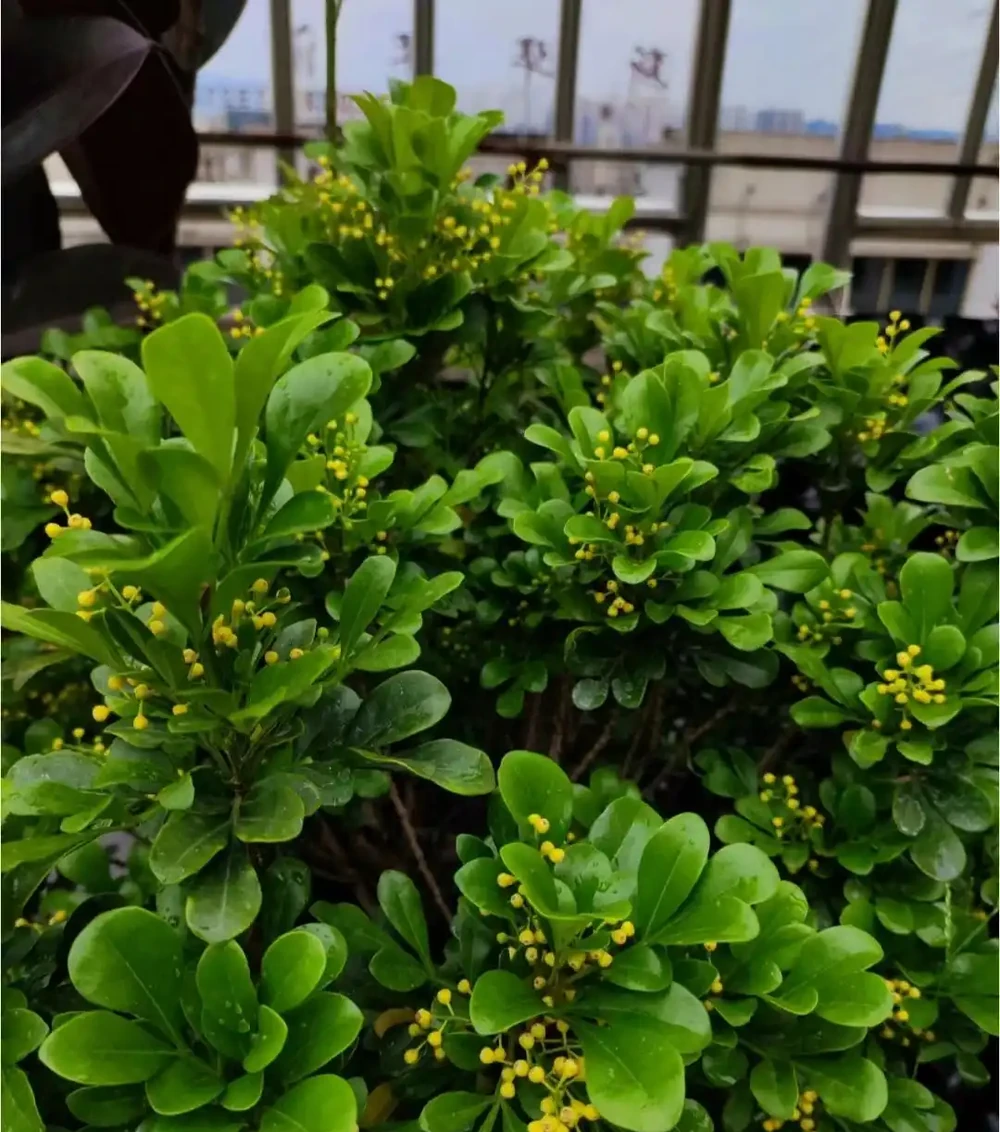 家養花100種,喜陽的60種,喜陰的40種,看看有沒有你喜歡的