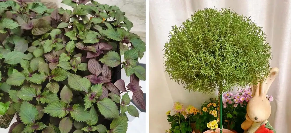 家養花100種,喜陽的60種,喜陰的40種,看看有沒有你喜歡的