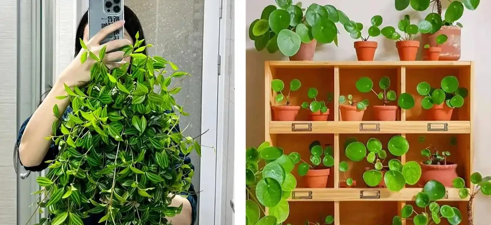 家養花100種,喜陽的60種,喜陰的40種,看看有沒有你喜歡的