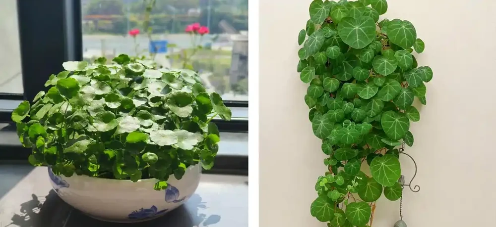 家養花100種,喜陽的60種,喜陰的40種,看看有沒有你喜歡的