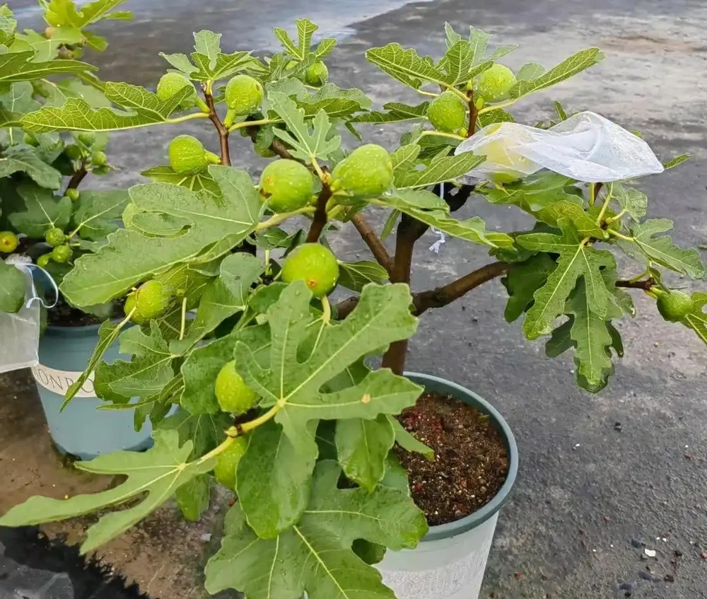 家養花100種,喜陽的60種,喜陰的40種,看看有沒有你喜歡的