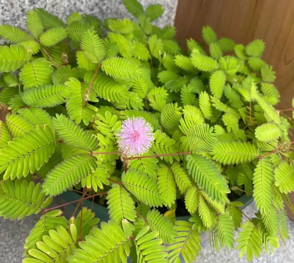 家養花100種,喜陽的60種,喜陰的40種,看看有沒有你喜歡的