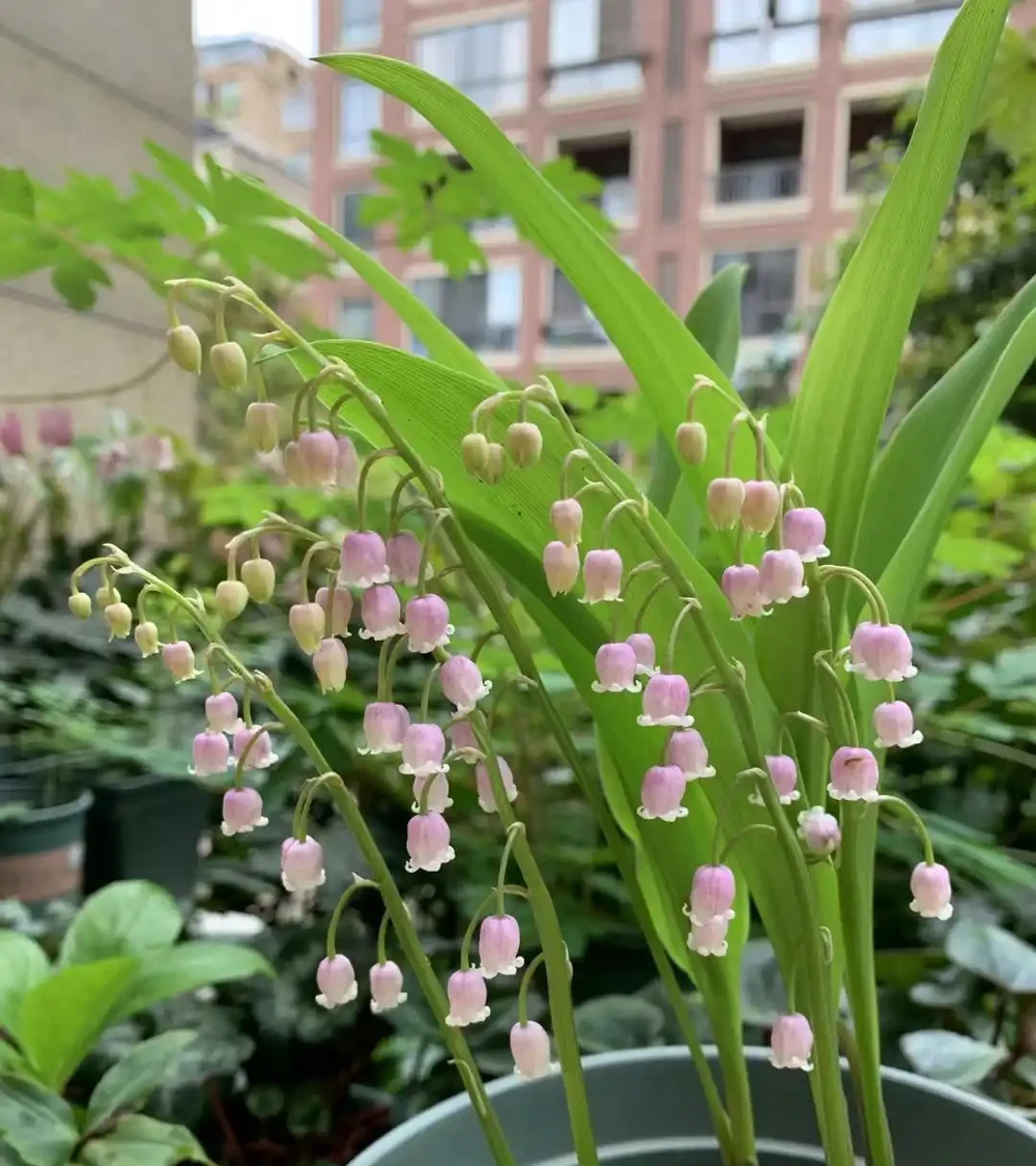 家養花100種,喜陽的60種,喜陰的40種,看看有沒有你喜歡的