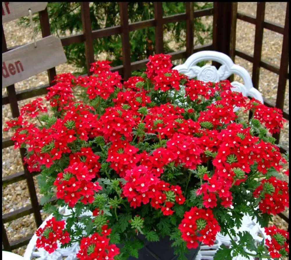 家養花100種,喜陽的60種,喜陰的40種,看看有沒有你喜歡的