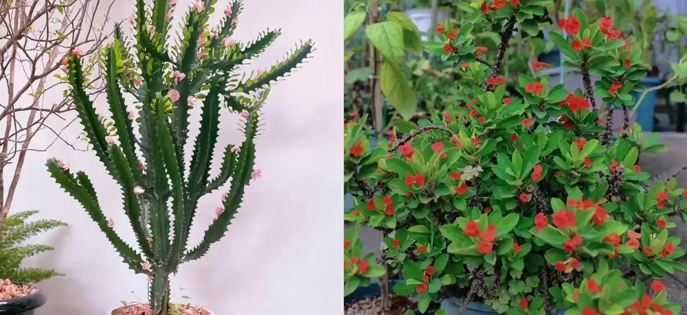 家養花100種,喜陽的60種,喜陰的40種,看看有沒有你喜歡的