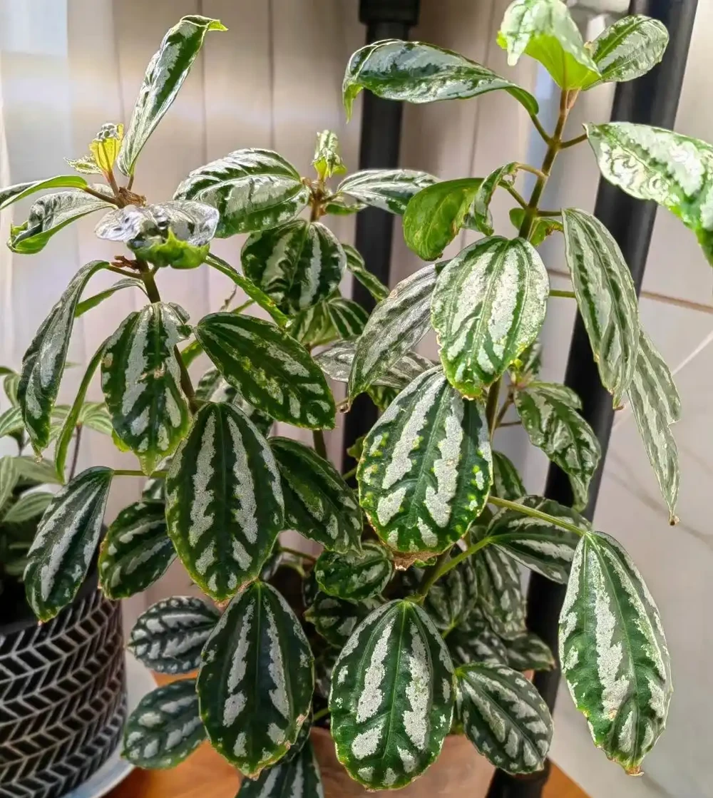 家養花100種,喜陽的60種,喜陰的40種,看看有沒有你喜歡的