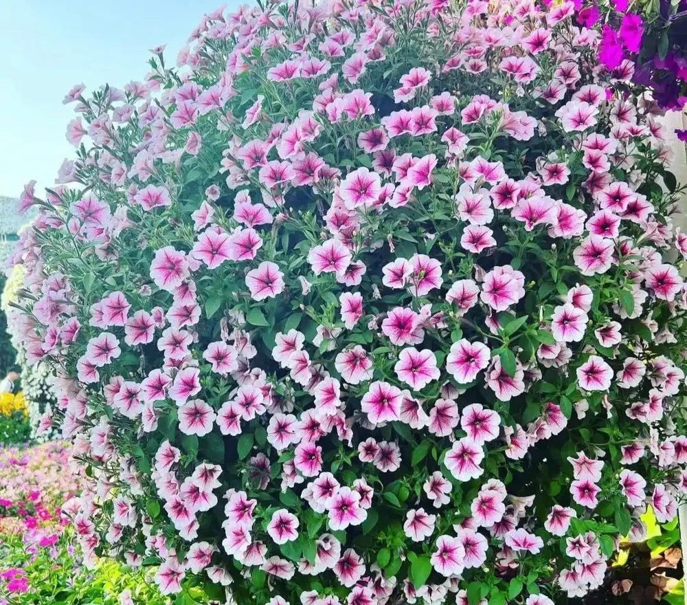 家養花100種,喜陽的60種,喜陰的40種,看看有沒有你喜歡的