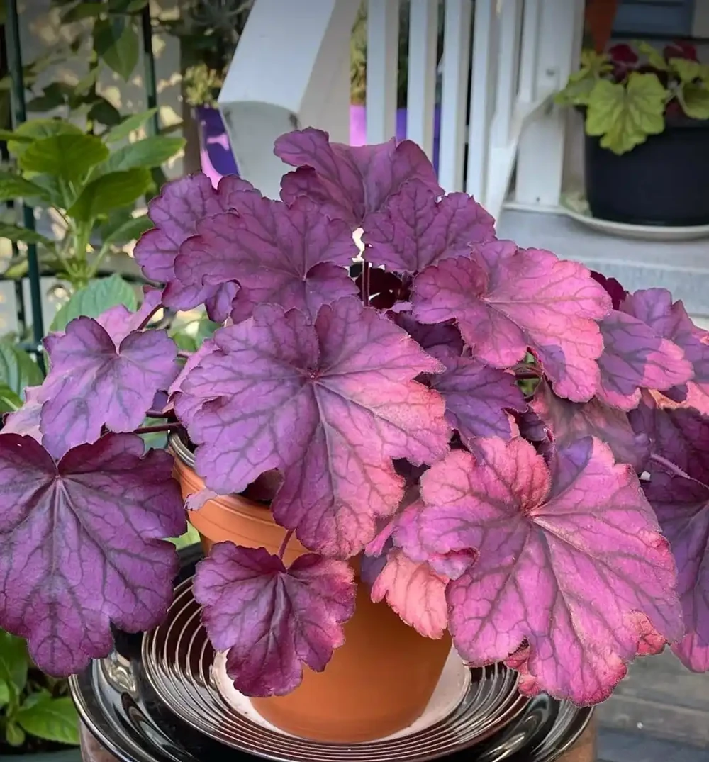 家養花100種,喜陽的60種,喜陰的40種,看看有沒有你喜歡的