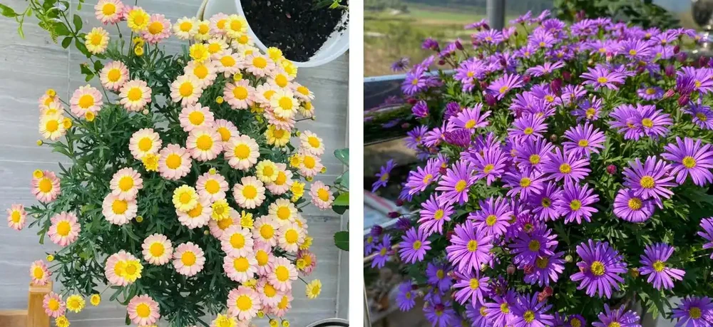 家養花100種,喜陽的60種,喜陰的40種,看看有沒有你喜歡的