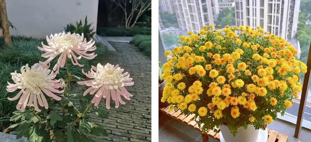 家養花100種,喜陽的60種,喜陰的40種,看看有沒有你喜歡的