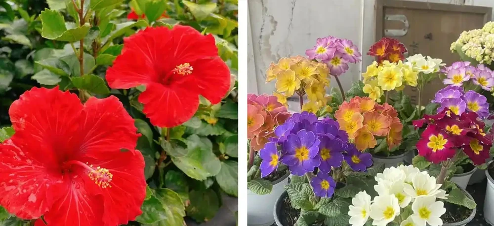 家養花100種,喜陽的60種,喜陰的40種,看看有沒有你喜歡的