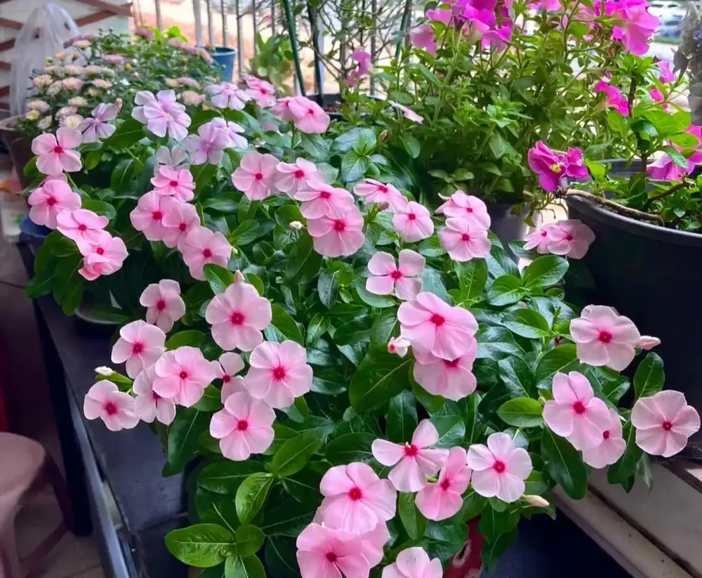 家養花100種,喜陽的60種,喜陰的40種,看看有沒有你喜歡的