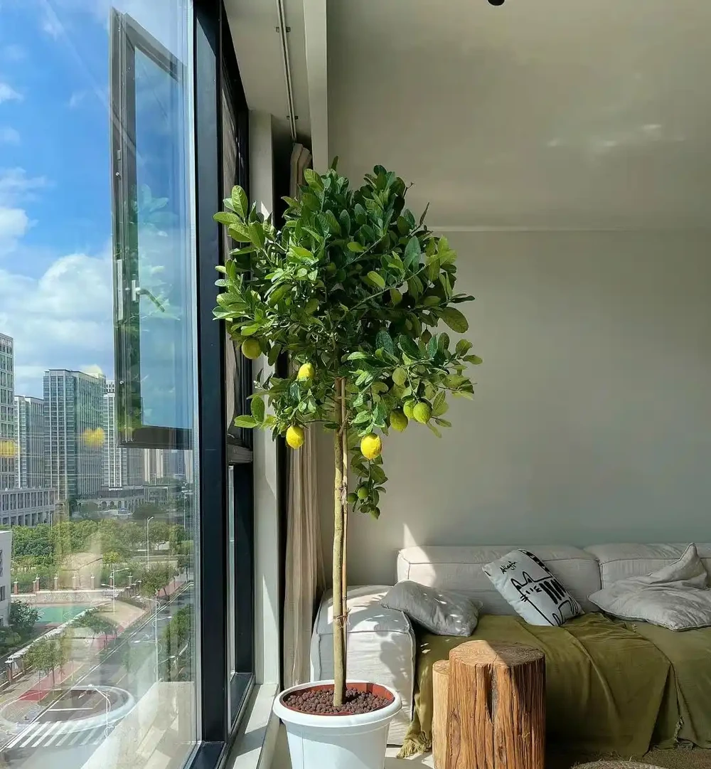家養花100種,喜陽的60種,喜陰的40種,看看有沒有你喜歡的