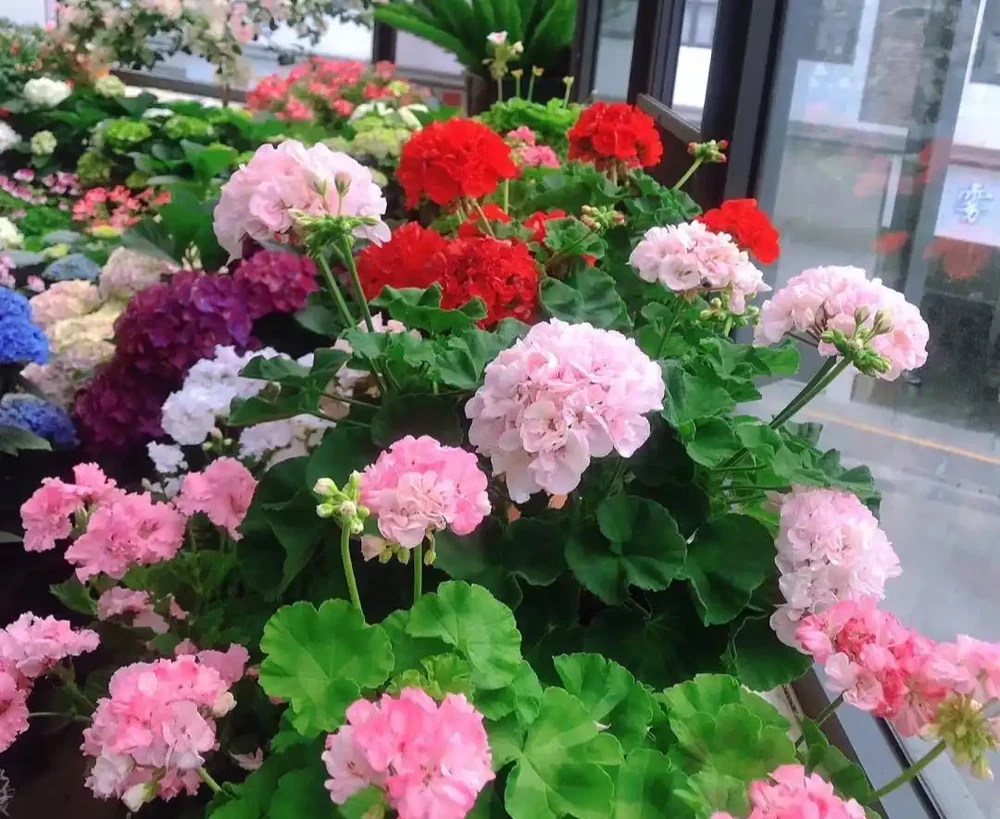 家養花100種,喜陽的60種,喜陰的40種,看看有沒有你喜歡的