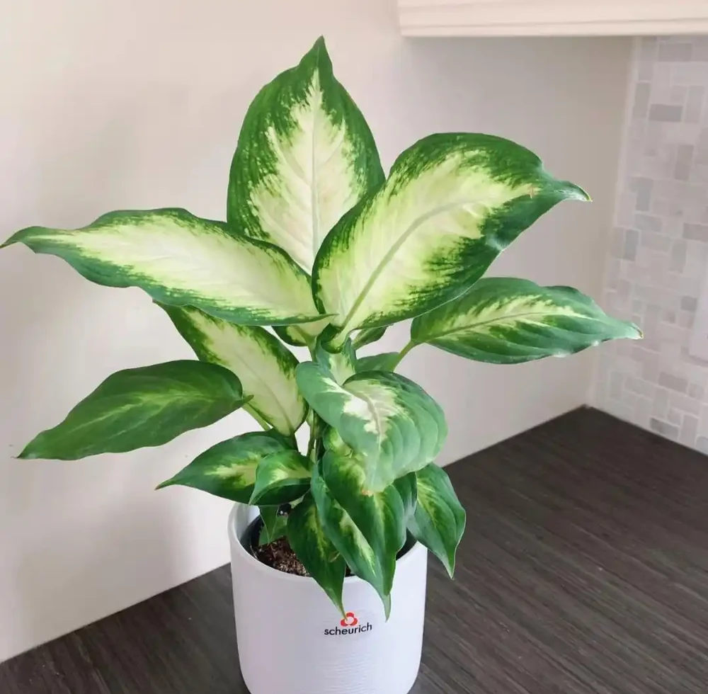 家養花100種,喜陽的60種,喜陰的40種,看看有沒有你喜歡的
