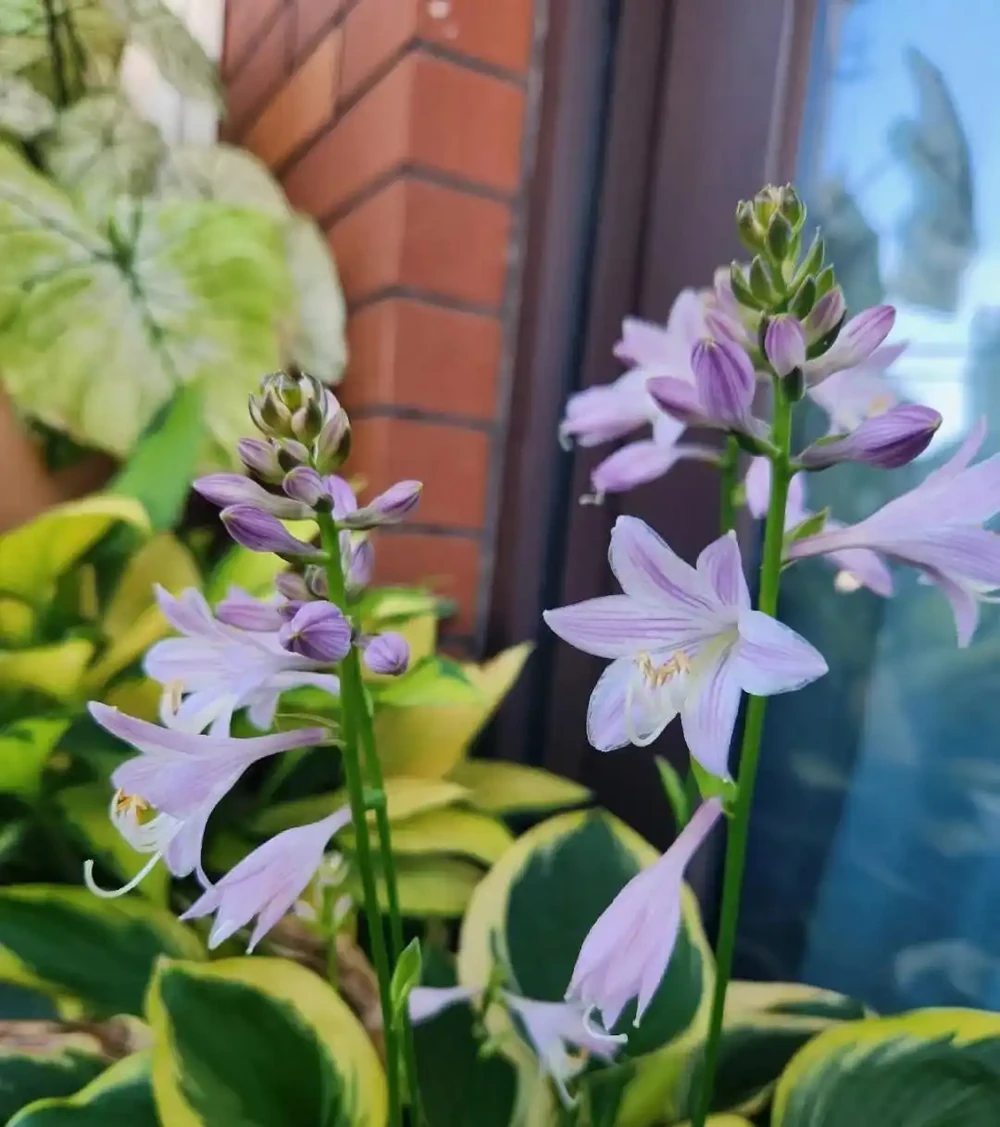 家養花100種,喜陽的60種,喜陰的40種,看看有沒有你喜歡的