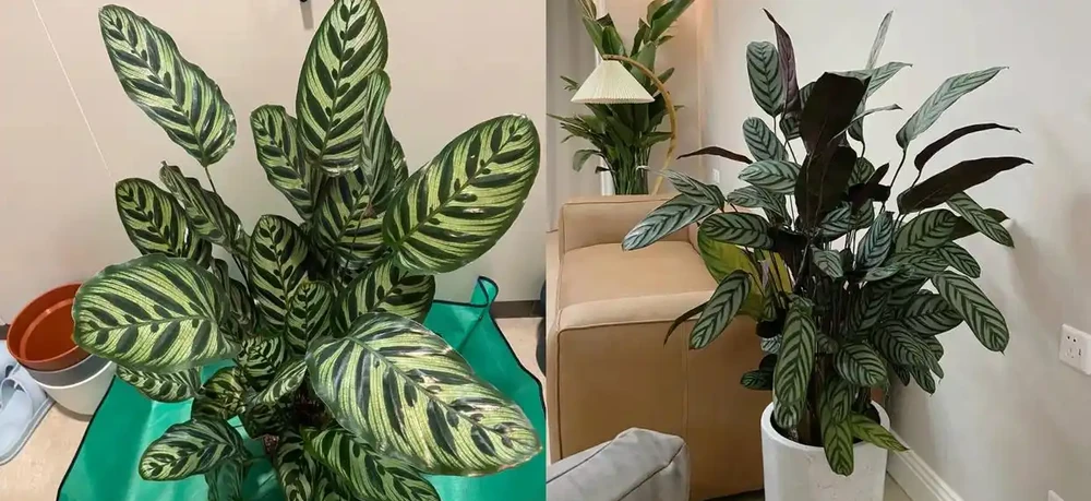 家養花100種,喜陽的60種,喜陰的40種,看看有沒有你喜歡的