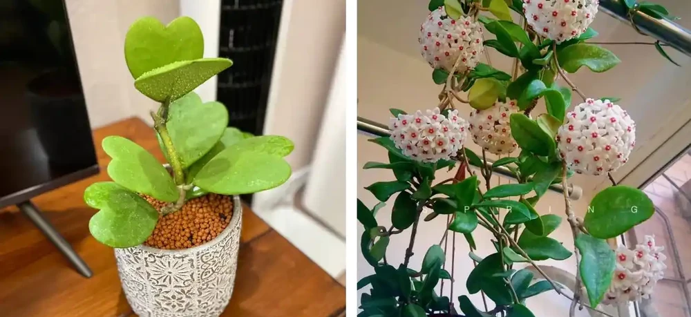 家養花100種,喜陽的60種,喜陰的40種,看看有沒有你喜歡的
