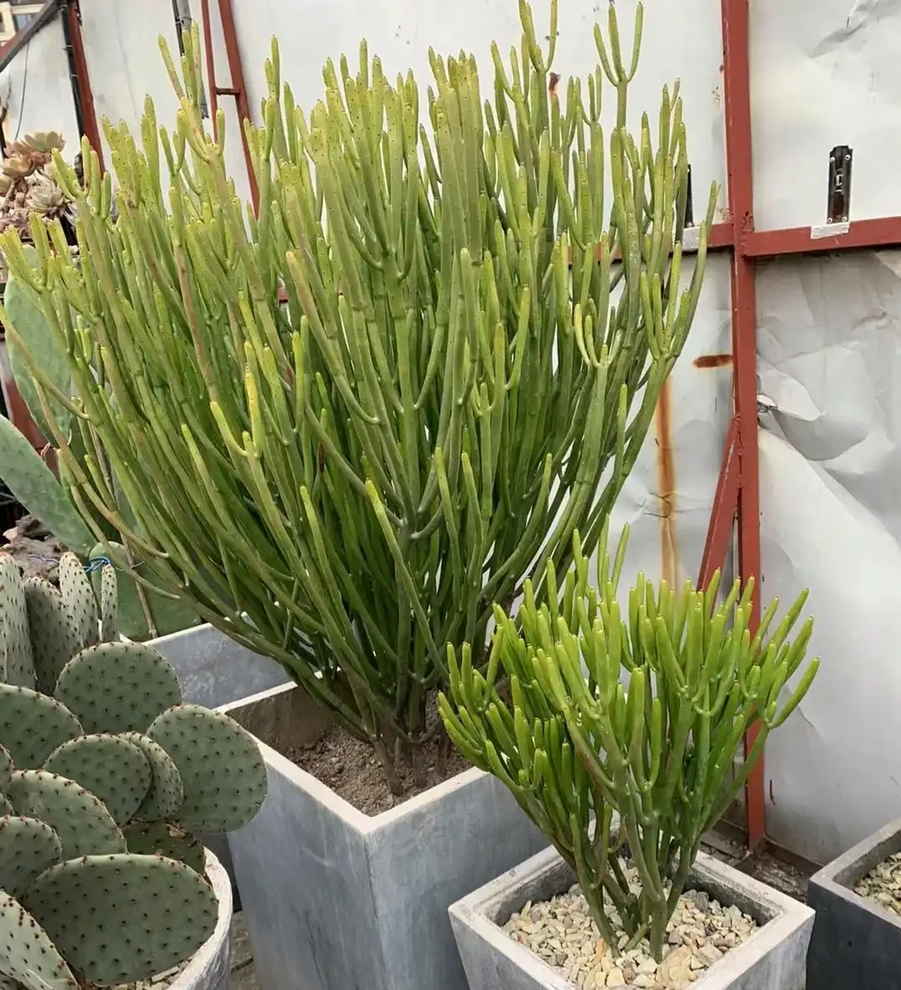 家養花100種,喜陽的60種,喜陰的40種,看看有沒有你喜歡的