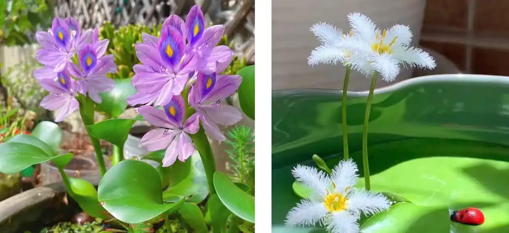 家養花100種,喜陽的60種,喜陰的40種,看看有沒有你喜歡的