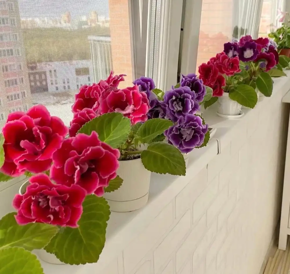 家養花100種,喜陽的60種,喜陰的40種,看看有沒有你喜歡的