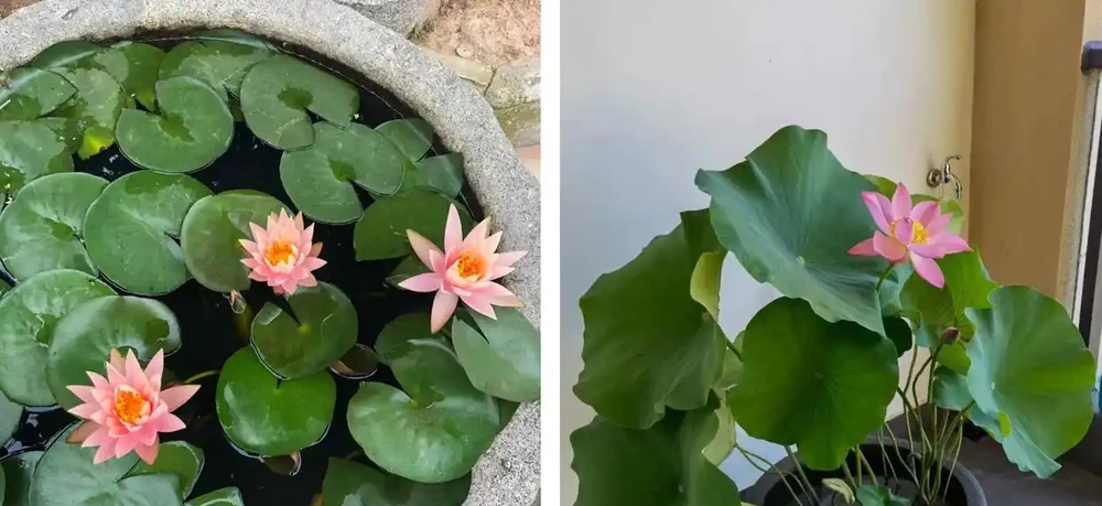 家養花100種,喜陽的60種,喜陰的40種,看看有沒有你喜歡的