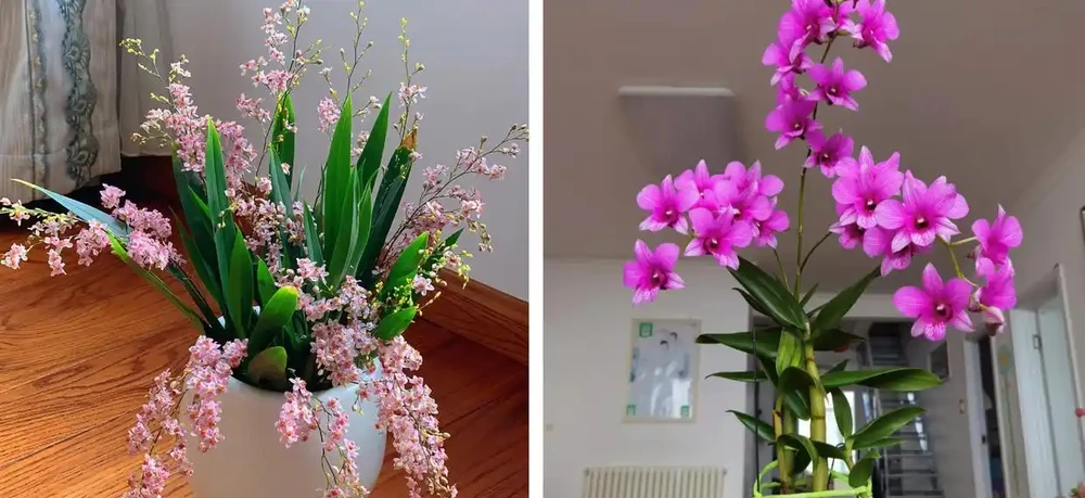 家養花100種,喜陽的60種,喜陰的40種,看看有沒有你喜歡的