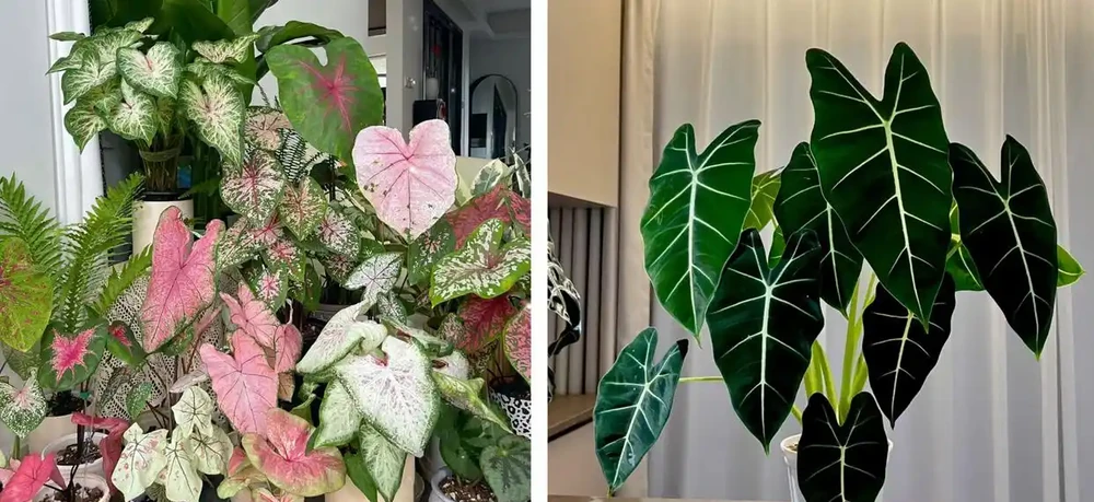 家養花100種,喜陽的60種,喜陰的40種,看看有沒有你喜歡的