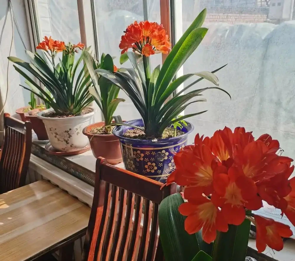 家養花100種,喜陽的60種,喜陰的40種,看看有沒有你喜歡的
