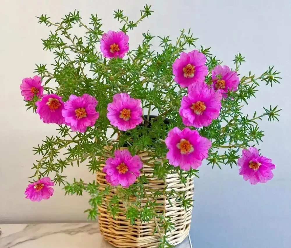 家養花100種,喜陽的60種,喜陰的40種,看看有沒有你喜歡的