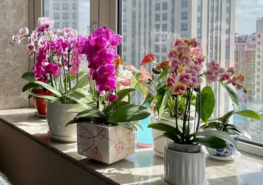 家養花100種,喜陽的60種,喜陰的40種,看看有沒有你喜歡的