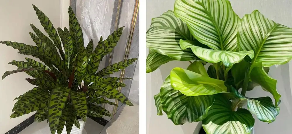 家養花100種,喜陽的60種,喜陰的40種,看看有沒有你喜歡的