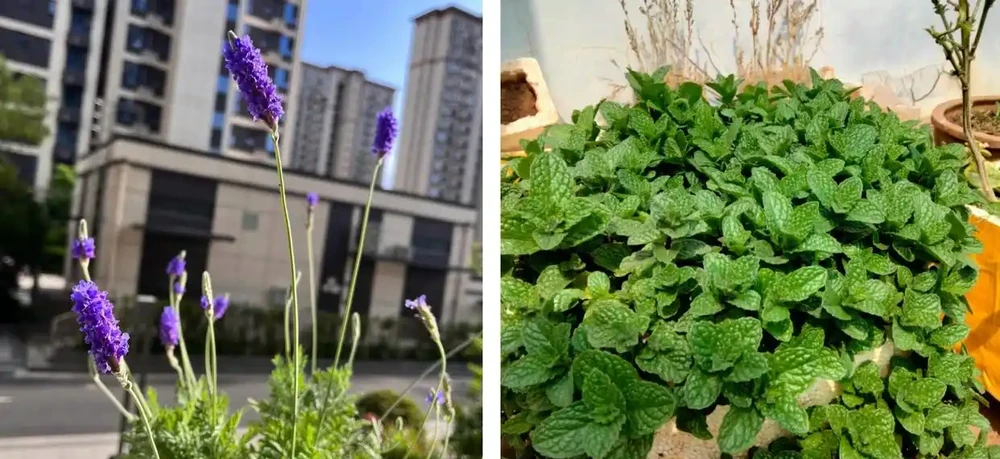 家養花100種,喜陽的60種,喜陰的40種,看看有沒有你喜歡的