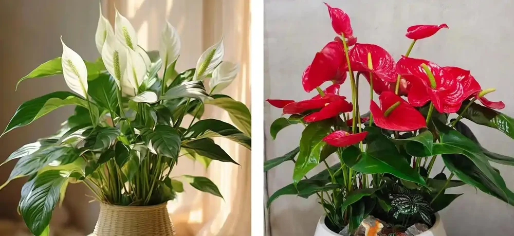 家養花100種,喜陽的60種,喜陰的40種,看看有沒有你喜歡的