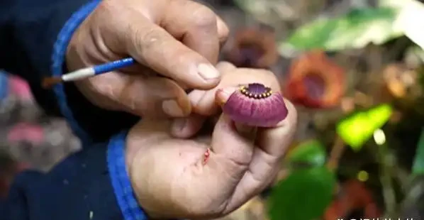 這5種花別養家裡,典型的「花旺人不旺」,很多人還傻傻的不知道