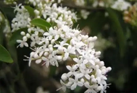 這5種花別養家裡,典型的「花旺人不旺」,很多人還傻傻的不知道