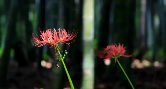 這5種花別養家裡,典型的「花旺人不旺」,很多人還傻傻的不知道