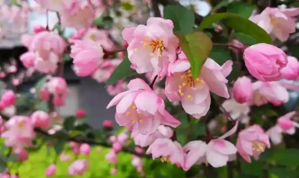 這5種花別養家裡,典型的「花旺人不旺」,很多人還傻傻的不知道